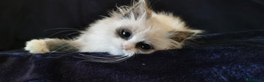 Siberian Kitten 1