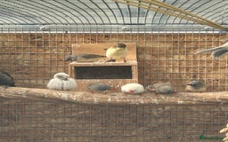Canaries birds for sale: Mixed canaries - Image 3