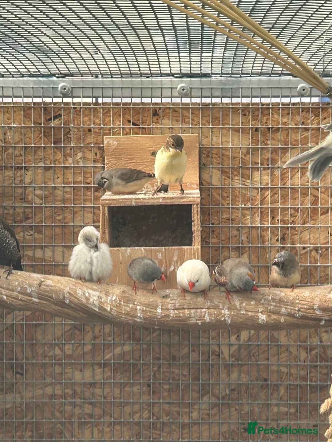 Canaries birds for sale: Mixed canaries - Image 3