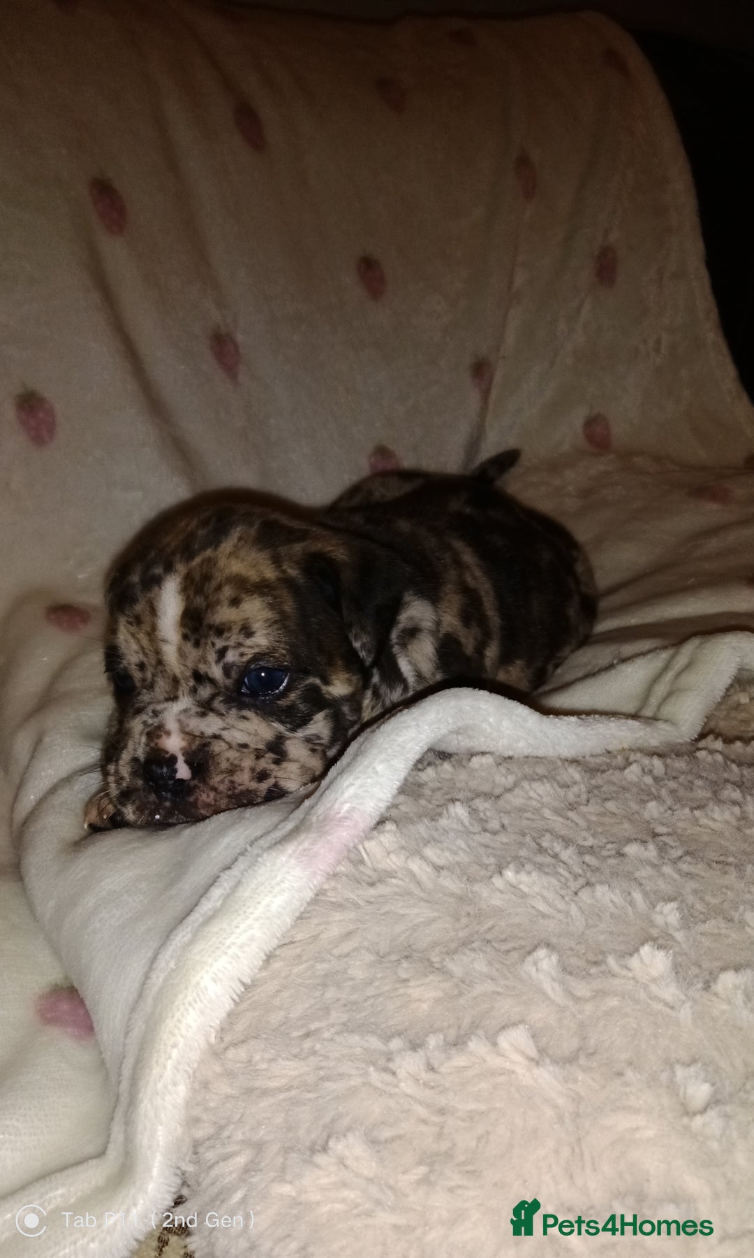Olde English Bulldogge dogs for sale: Olde English bulldogge puppys - Advert 5
