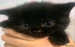 British Shorthair cats for sale: British short hair kittens  - Advert 2