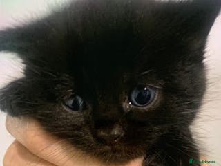 British Shorthair cats for sale: British short hair kittens - Advert 1