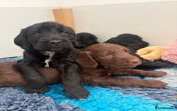 Mixed Breed dogs for sale: Bedlington cross cocker spaniel puppies  - Image 1