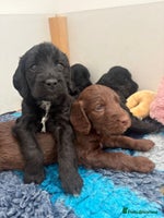 Mixed Breed dogs Bedlington cross cocker spaniel puppies - Advert 1