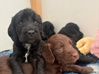 Mixed Breed dogs - Advert 1