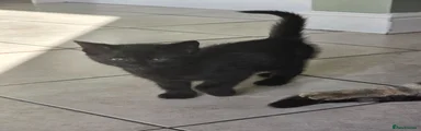 Black kitten