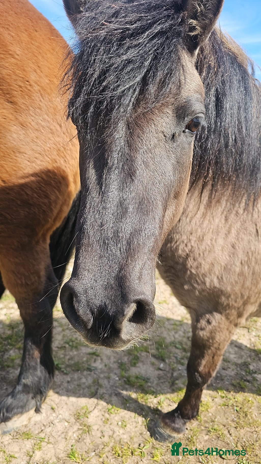Dartmoor horses Gorg Dartmoor Fell mare 3 1/2 yrs - Advert 10