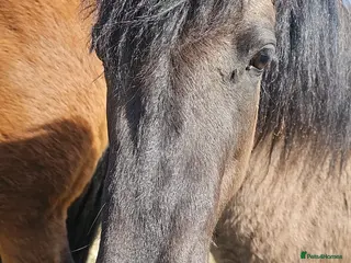 Dartmoor horses Gorg Dartmoor Fell mare 3 1/2 yrs - Advert 10