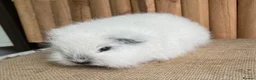Guinea Pig rodents for sale: Swiss teddy baby sow  - Advert 1