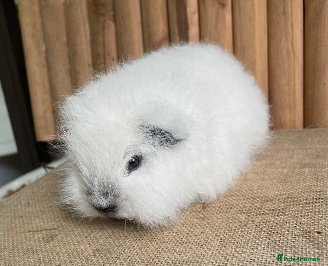 Guinea Pig rodents for sale: Swiss teddy baby sow  - Advert 1
