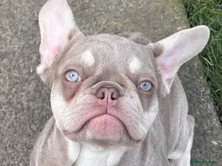 French Bulldog dogs French bulldog girl - Advert 1