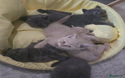 British Shorthair cats for sale: A charming kitten will be available in December. - Image 5