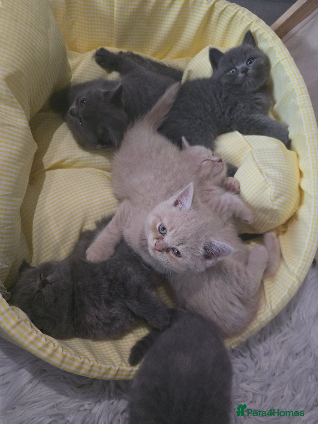 British Shorthair cats for sale: A charming kitten will be available in December. - Image 5