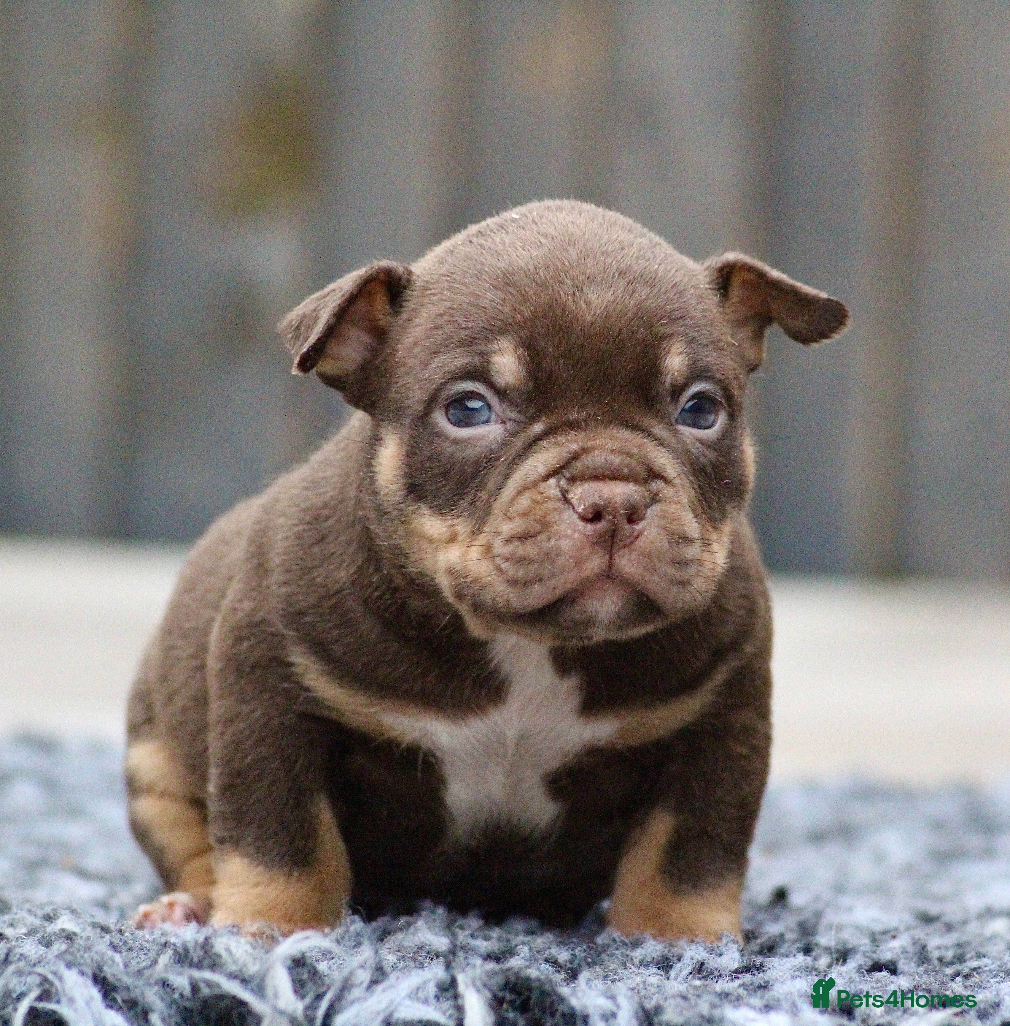 American Bully dogs American Bullys  - Advert 1