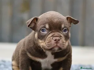 American Bully dogs American Bullys - Advert 1