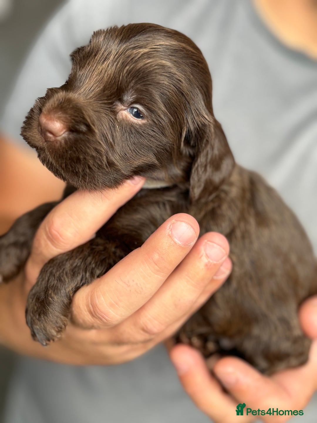 Cockapoo dogs for sale: OUTSTANDING FB1 COCKAPOOS - Image 8