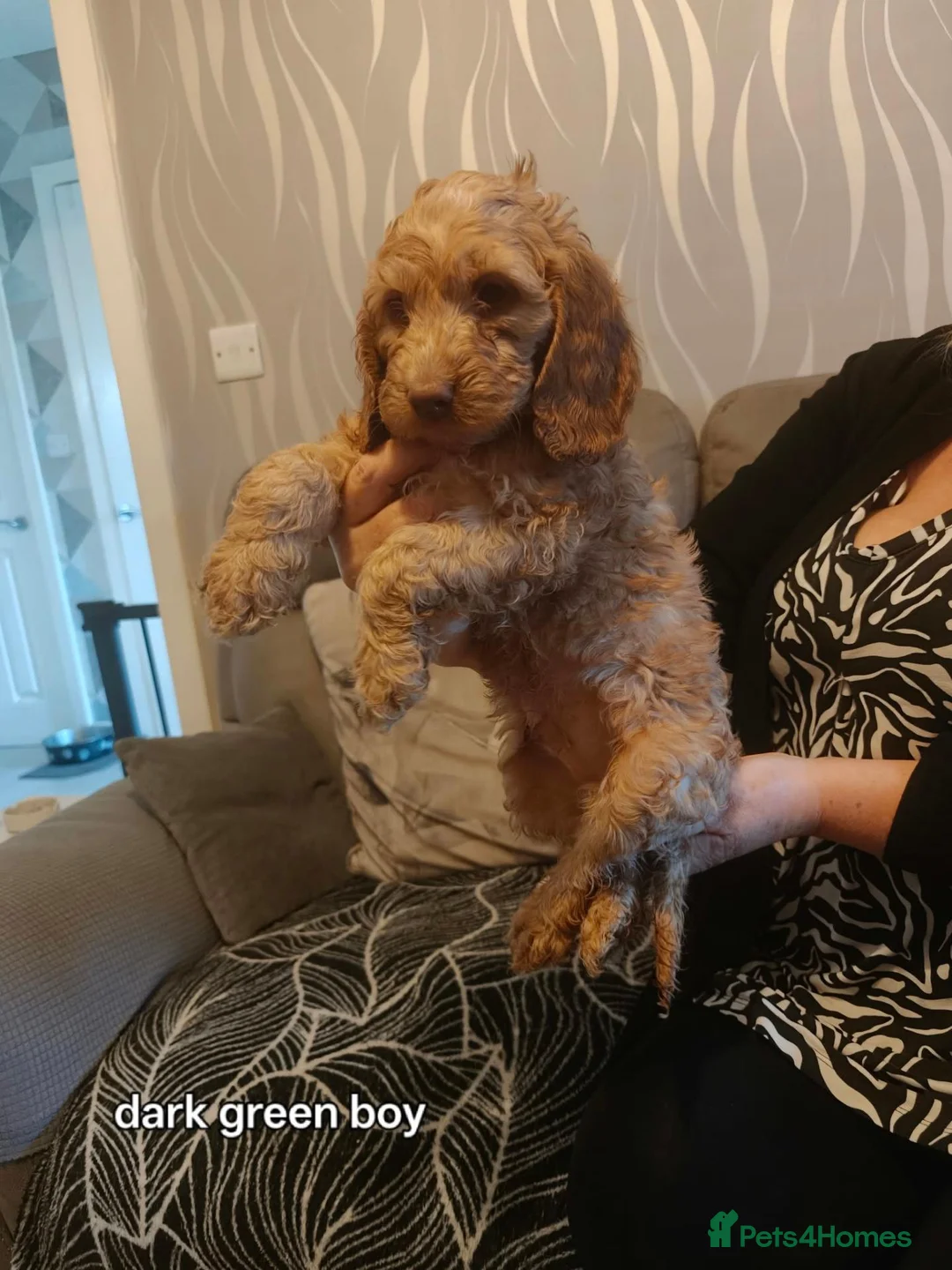 Cockapoo dogs for sale: 3 beautiful cockapoos left in Hereford - Advert 5