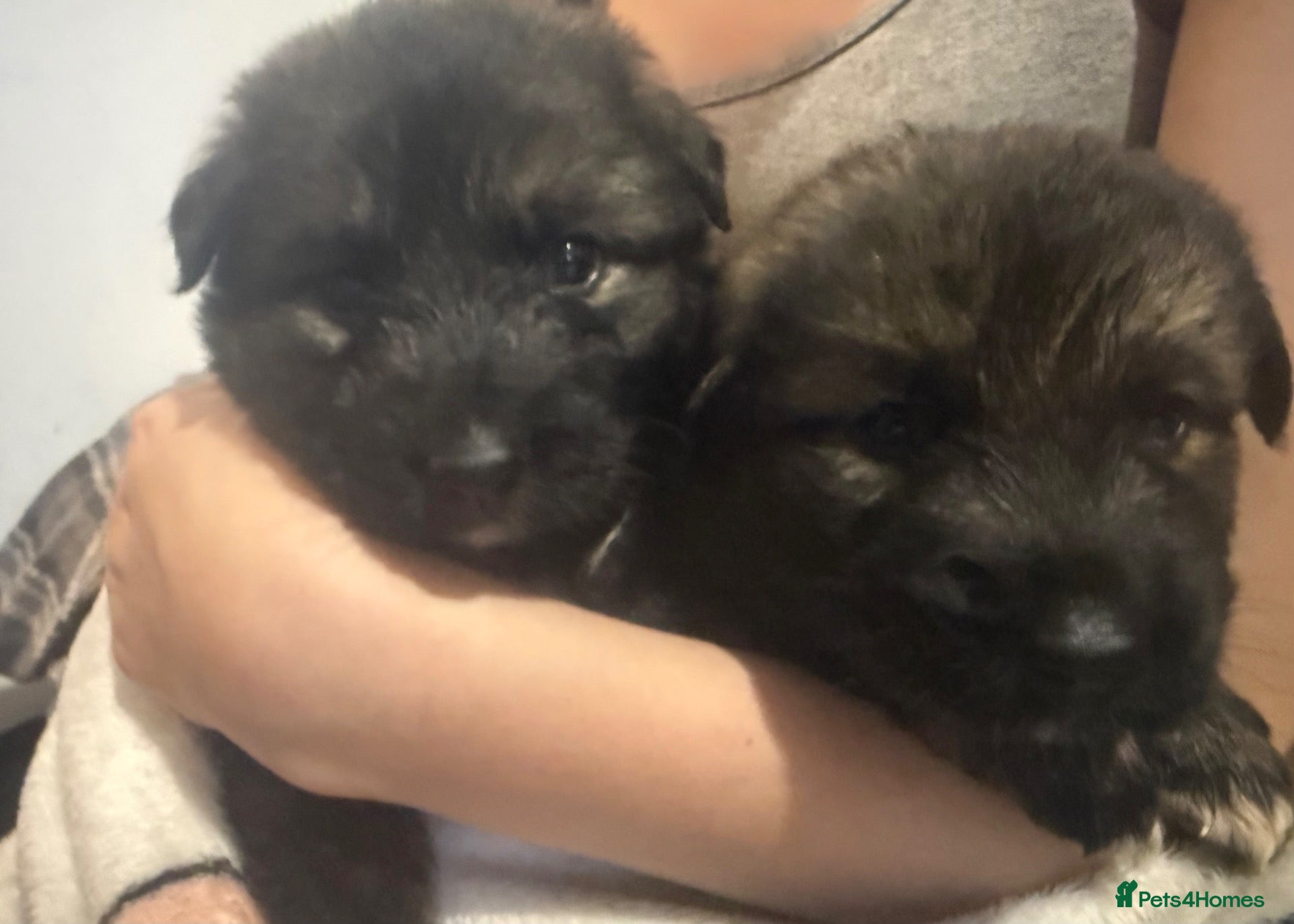 Caucasian Shepherd Dog dogs Caucasian shepherd puppies  - Advert 2