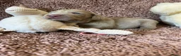 Weimaraner dogs for sale: Weimaraner Silver Grey Girl Pups - Ganult showline - Advert 13