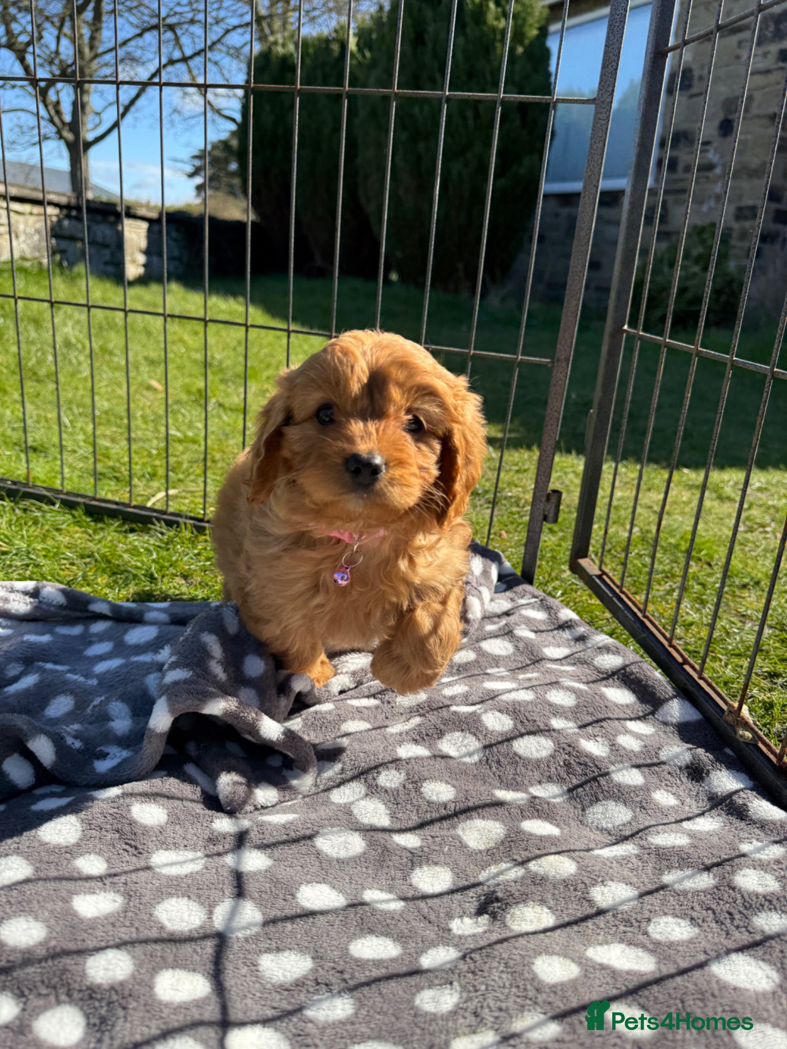 Cavapoo dogs Beautiful Health Tested Cavapoo Puppies - Advert 1