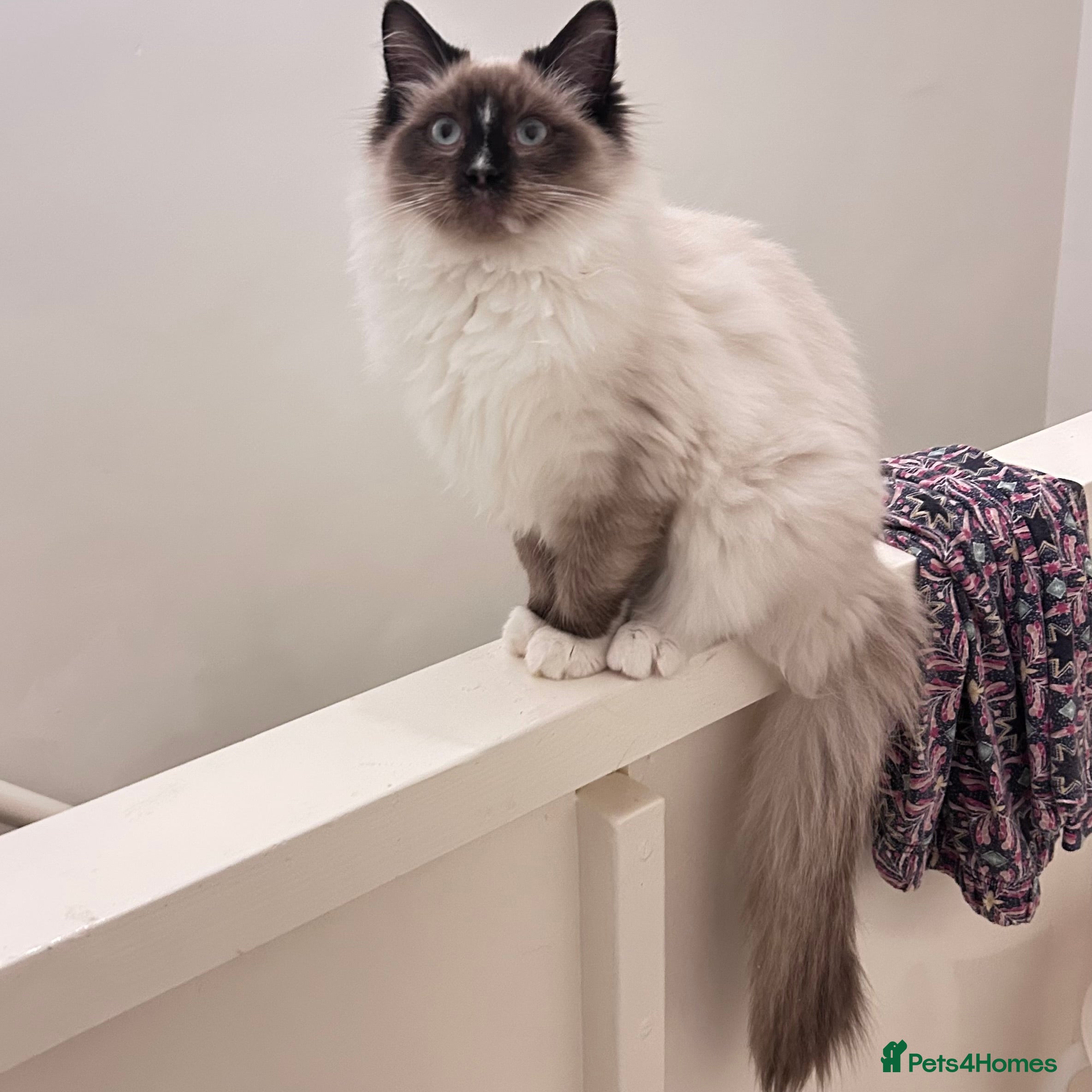 Ragdoll cats Beautiful floppy Ragdoll kittens available  - Advert 15