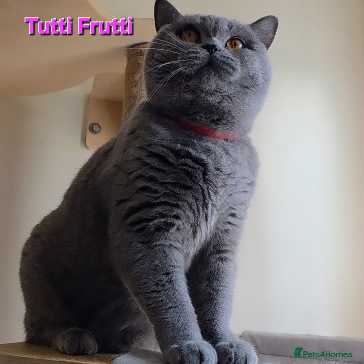 British Shorthair cats Closing of BSH cattery, 50% discount  - Advert 7