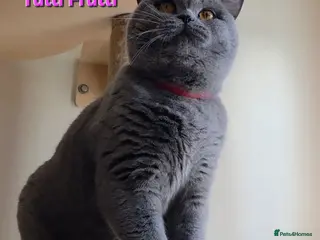 British Shorthair cats Closing of BSH cattery, 50% discount - Advert 7