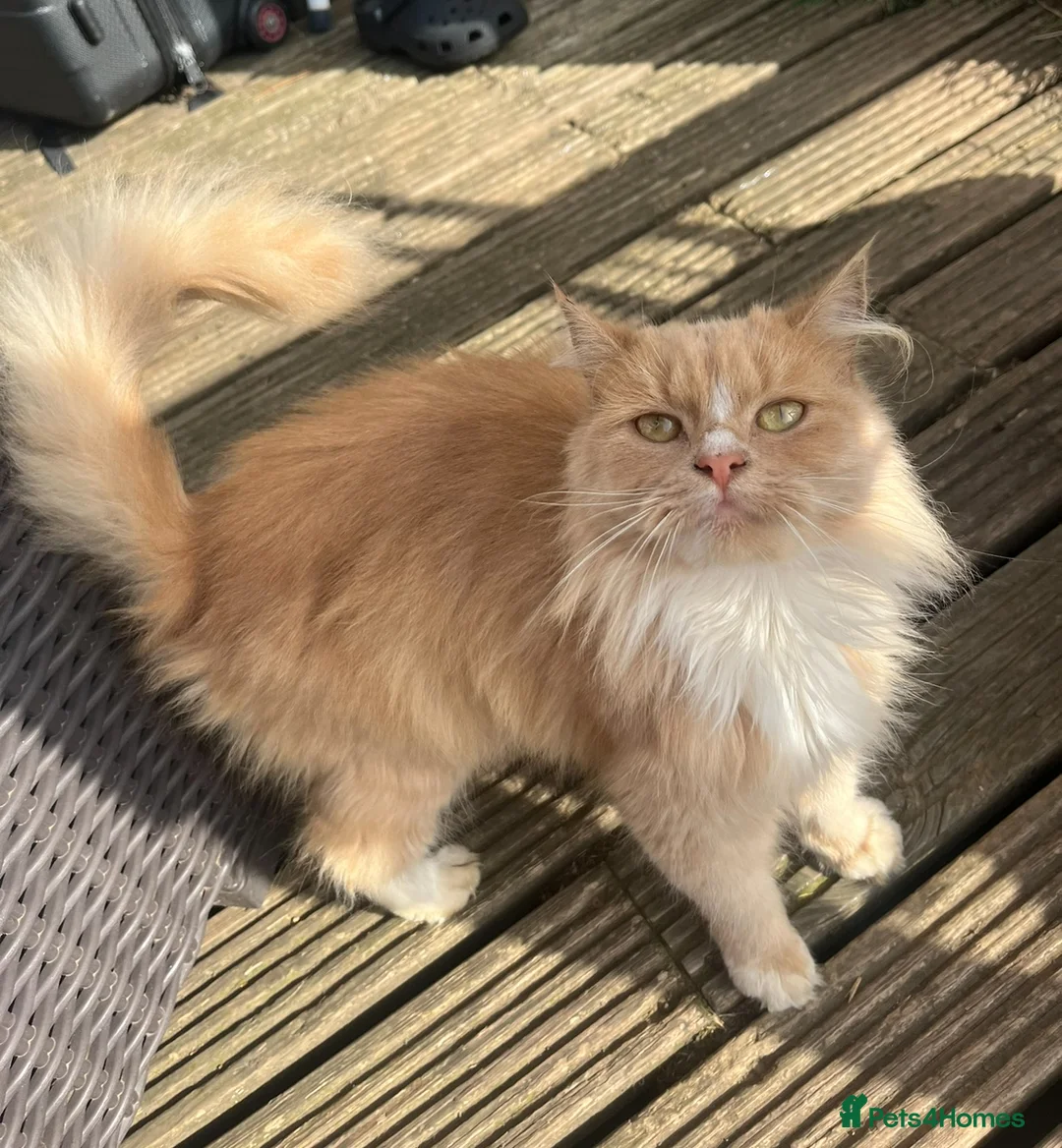 Mixed Breed cats for sale: 2 Blonde Kittens - Male and Female - Advert 3