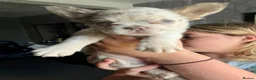 French Bulldog dogs for sale: Fluffy French bulldog puppies. - Advert 2