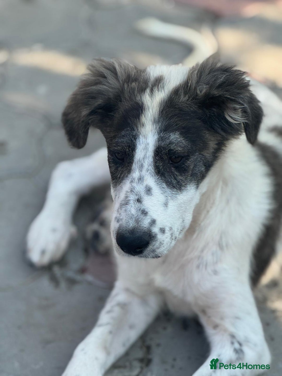Mixed Breed dogs for adoption: ODIN, a superb young boy - for a Loving Home  - Advert 17