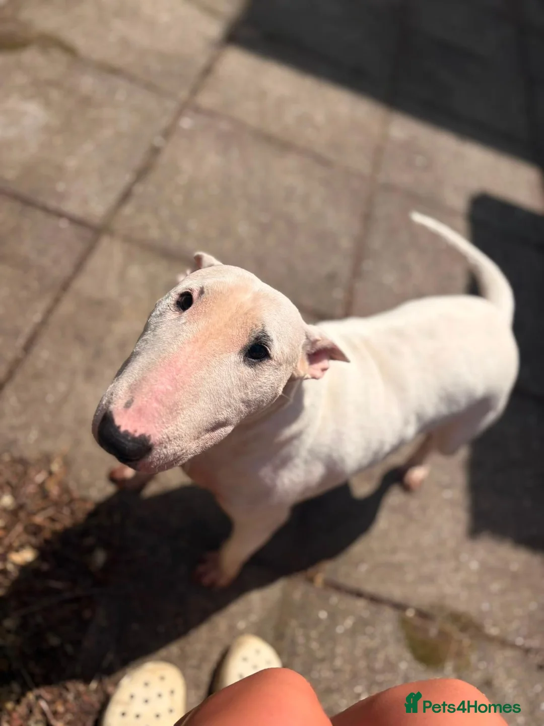 English Bull Terrier dogs for sale: Loving, happy young boy with lots of love to give in Addlestone - Advert 2