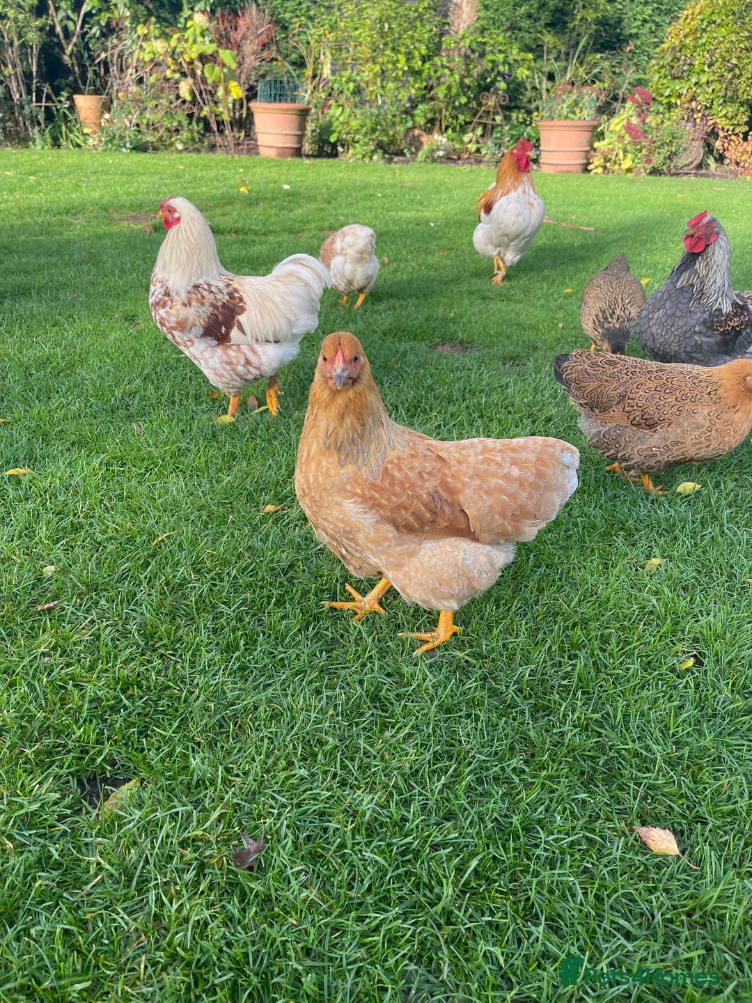 Chickens poultry for sale: BANTAM WYANDOTTE HENS, COCKERELS & TRIOS - Image 2