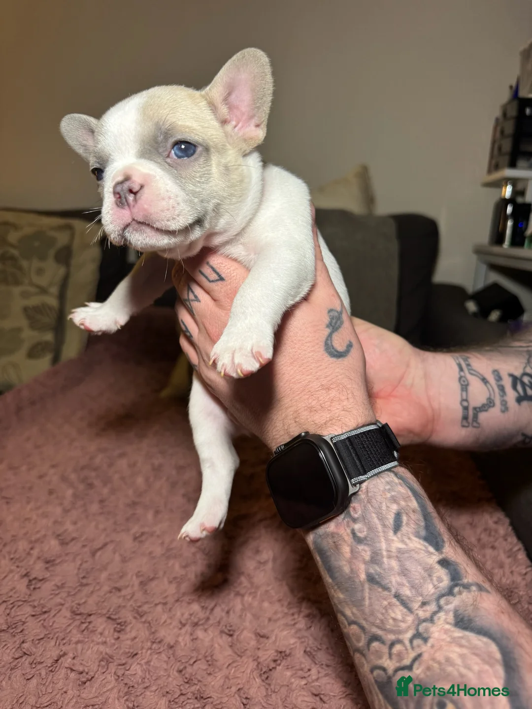 French Bulldog dogs for sale: French Bulldog puppies for sale 1 LEFT  - Advert 8