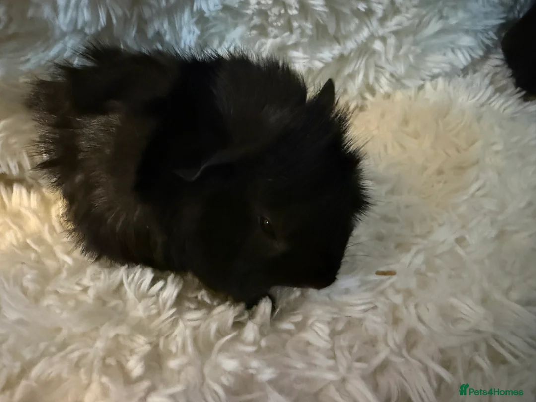 Guinea Pig rodents for sale: Baby Guinea pigs  - Advert 11