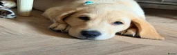 Goldador dogs for sale: 🐾 Stunning Goldador puppies 1 boy available 🐾 - Advert 1