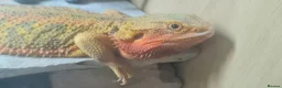 Bearded Dragon reptiles for sale: Adult male + female package - Advert 8