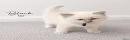 Ragdoll cats for sale: Beautiful ragdoll kittens ready to reserve.    - Advert 16