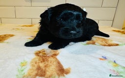 Labradoodle dogs for sale: Chunky Labradoodle Babies 🐾🐾🐾 - Image 2