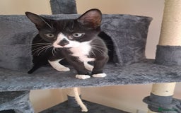 Mixed Breed cats for sale: 2 brothers must stay together - Image 2