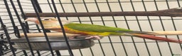 Conures birds for sale:  Beautiful Pineapple conure  - Advert 2