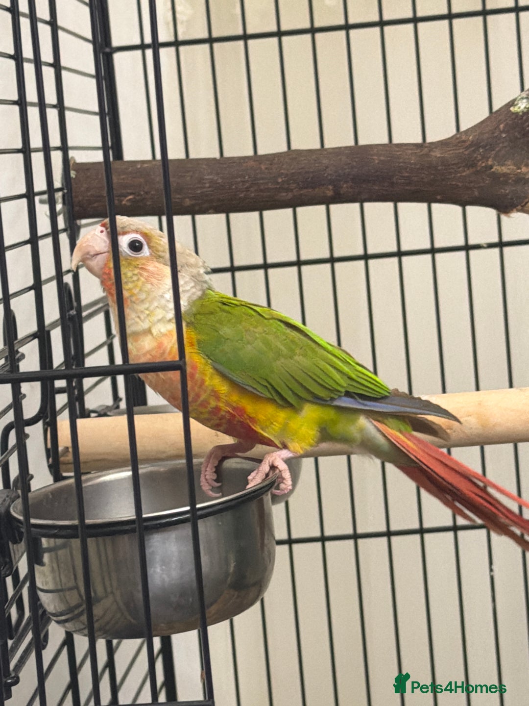 Conures birds for sale:  Beautiful Pineapple conure  - Advert 2