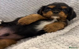 Cavalier King Charles Spaniel dogs for sale: KC REG, HEART, EYE AND DNA TESTED PARENTS - Image 22