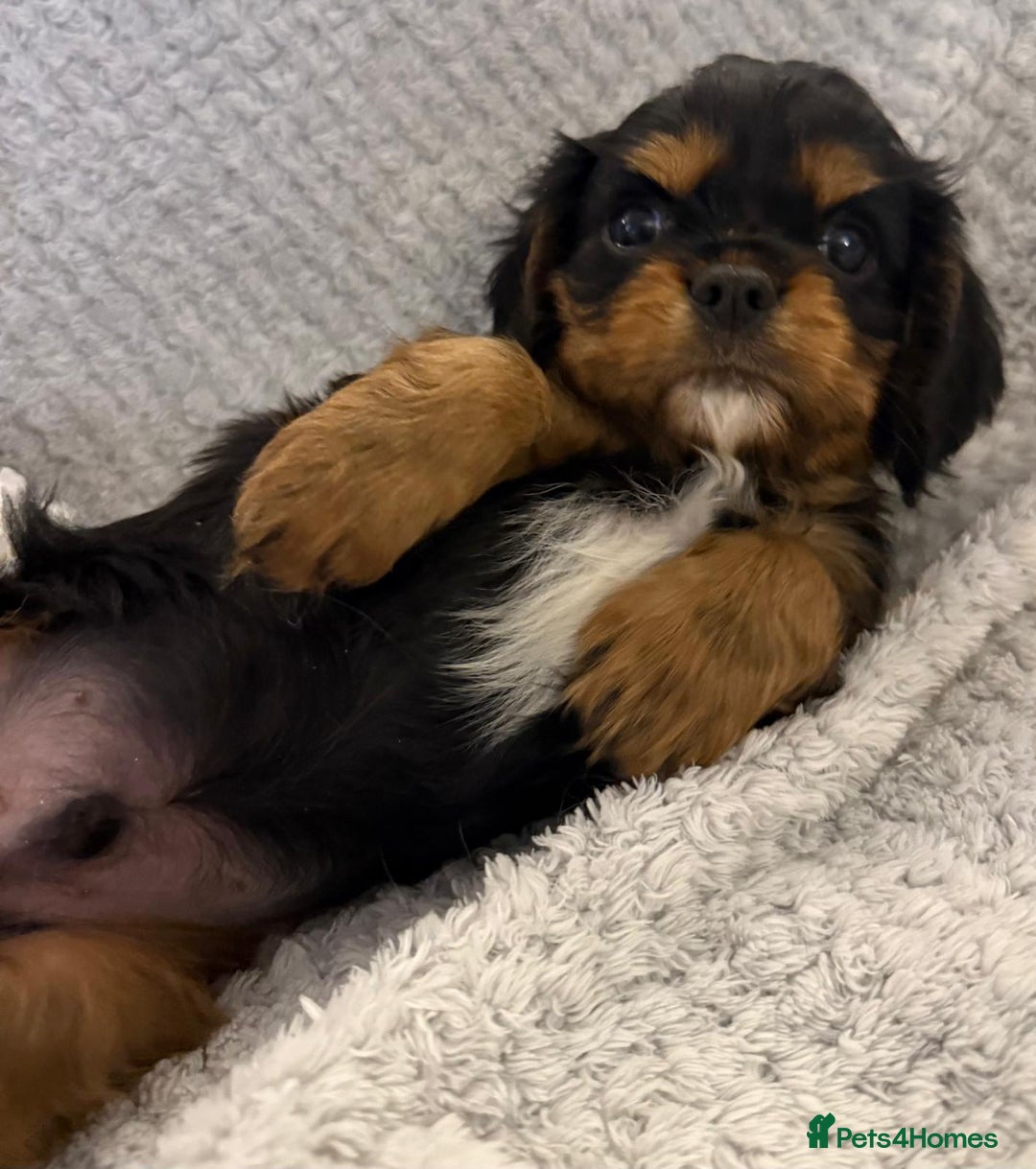 Cavalier King Charles Spaniel dogs for sale: KC REG, HEART, EYE AND DNA TESTED PARENTS - Image 22