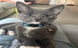 Mixed Breed cats for sale: Grey and white 6 months old  - Image 2