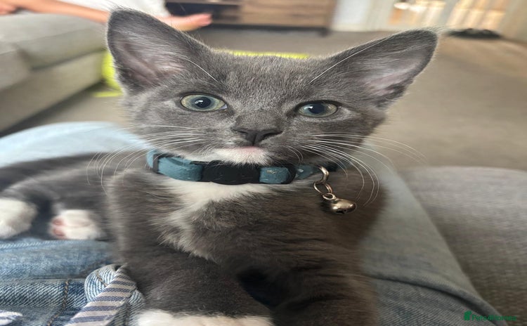 Mixed Breed cats - Advert 10