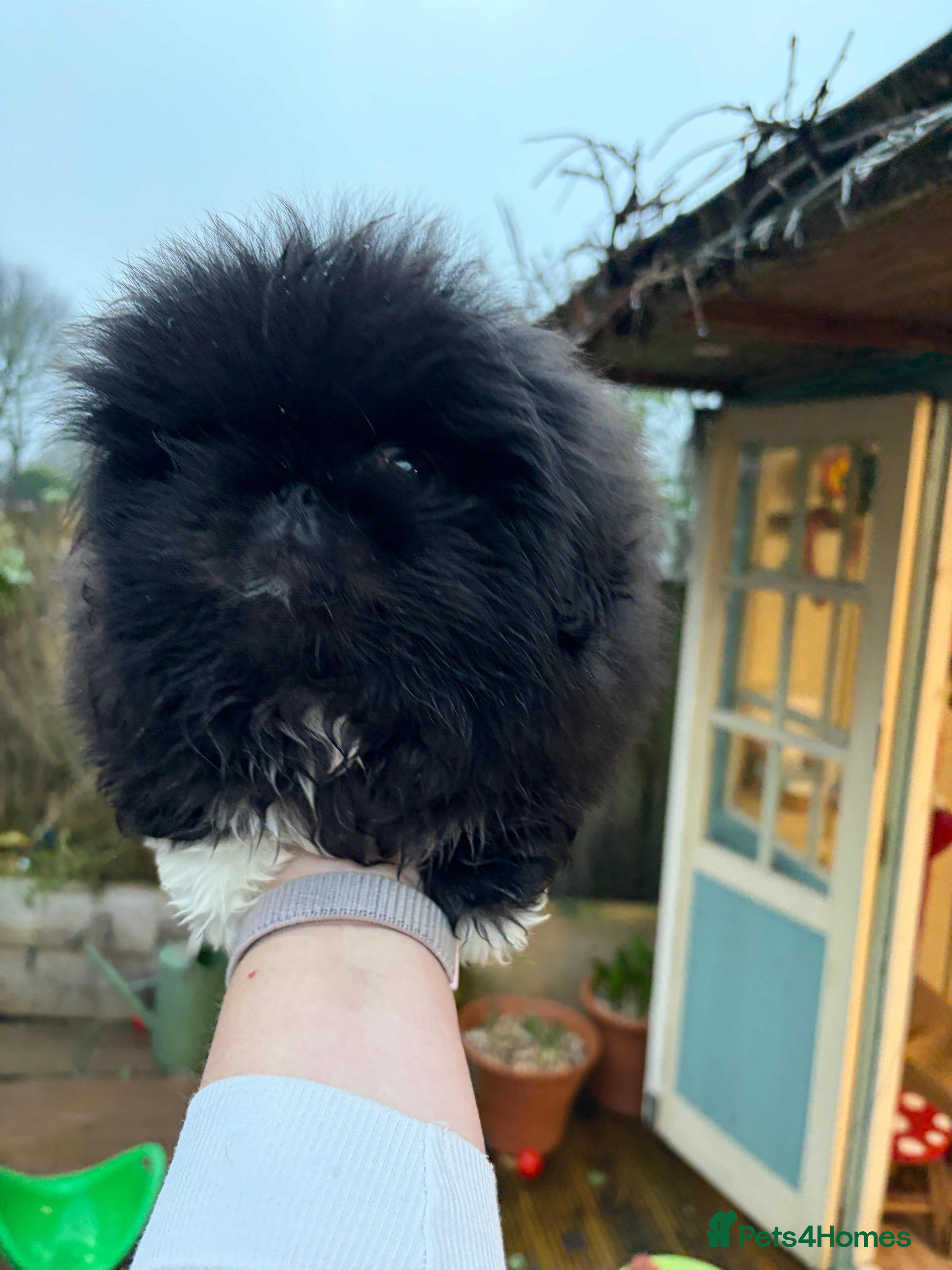 Pekingese dogs Biggiwigs Pekingese Puppy Availability - Advert 1