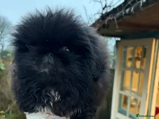 Pekingese dogs Biggiwigs Pekingese Puppy Availability - Advert 5