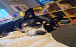 Mixed Breed dogs for sale: 1 year old Husky/Border Collie named Chase - Image 1