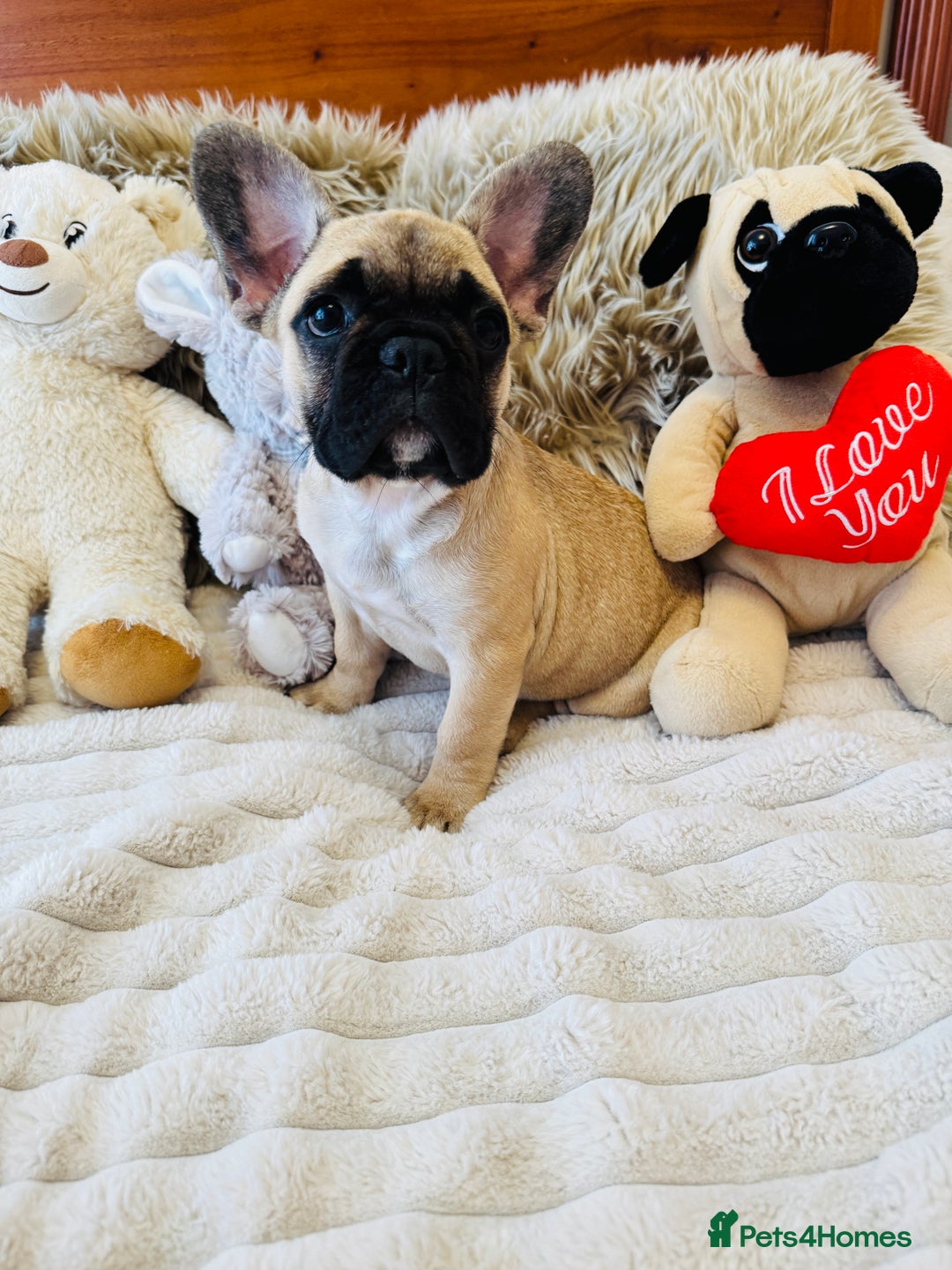 French Bulldog dogs for sale: 🏆KC registered, Standard French Bulldog Puppies🏆 - Image 8