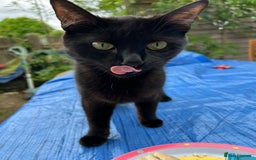Mixed Breed cats for sale: Ozzy & Oscar - Bonded Brothers 🐾 - Image 10